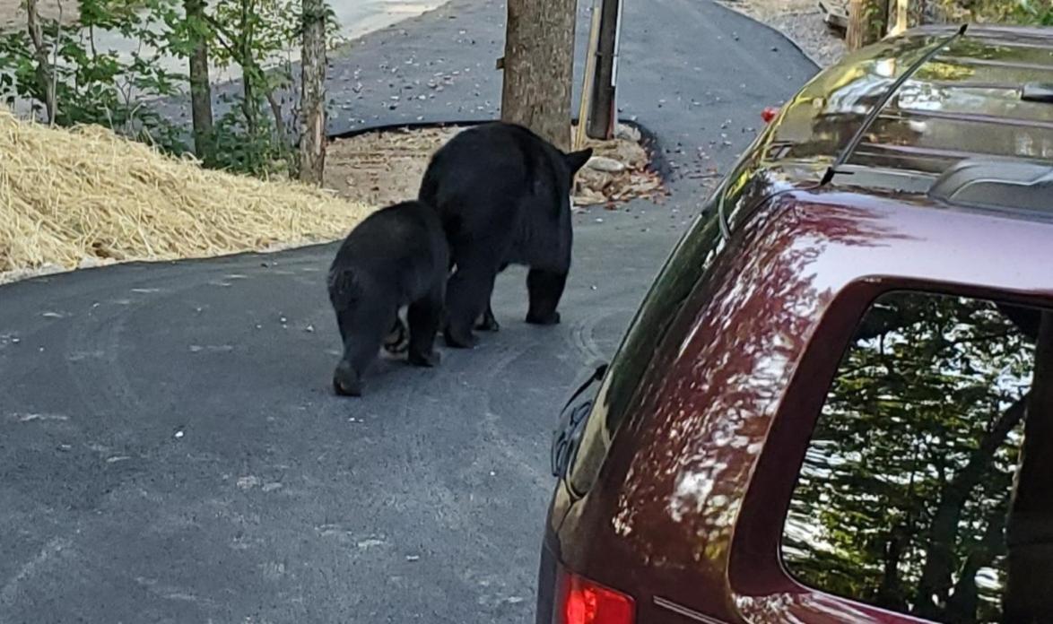Can'T "Bear" To Leave Villa Sevierville Eksteriør billede