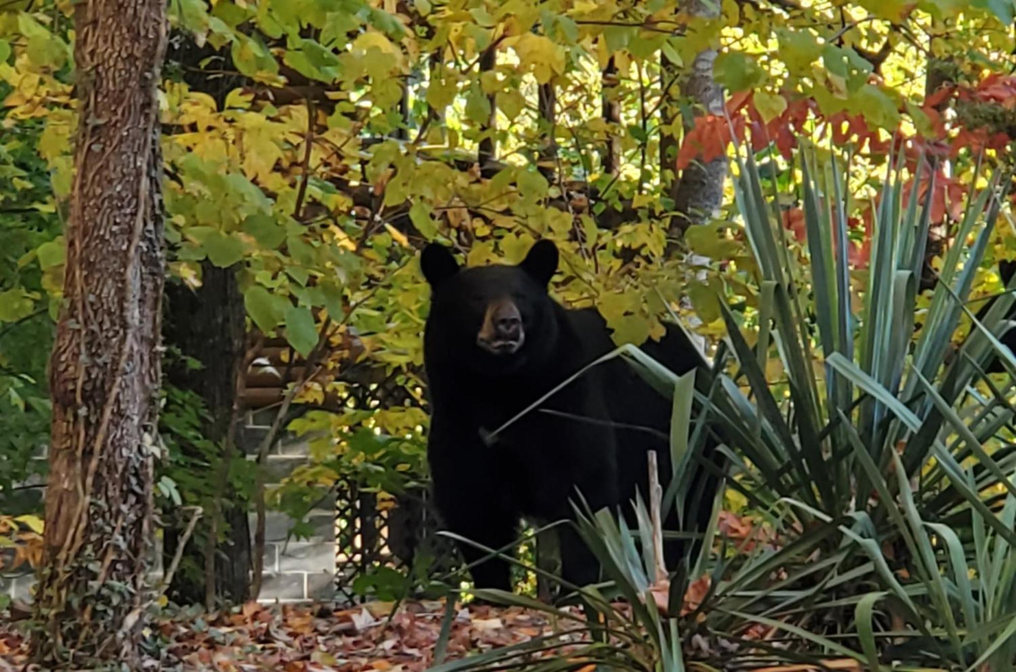 Can'T "Bear" To Leave Villa Sevierville Eksteriør billede
