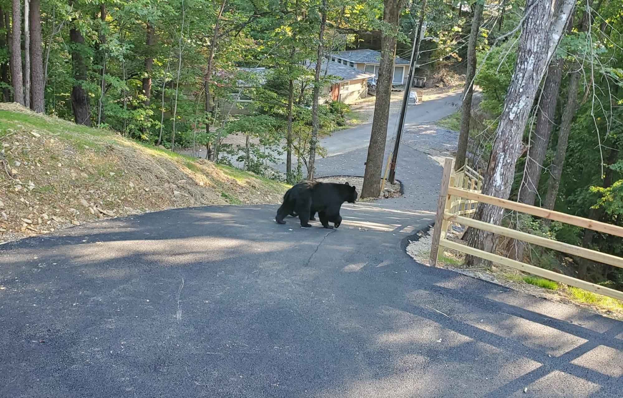 Can'T "Bear" To Leave Villa Sevierville Eksteriør billede